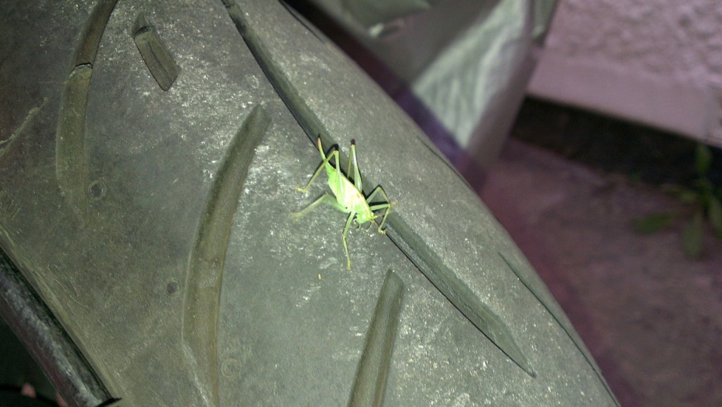 Cricket