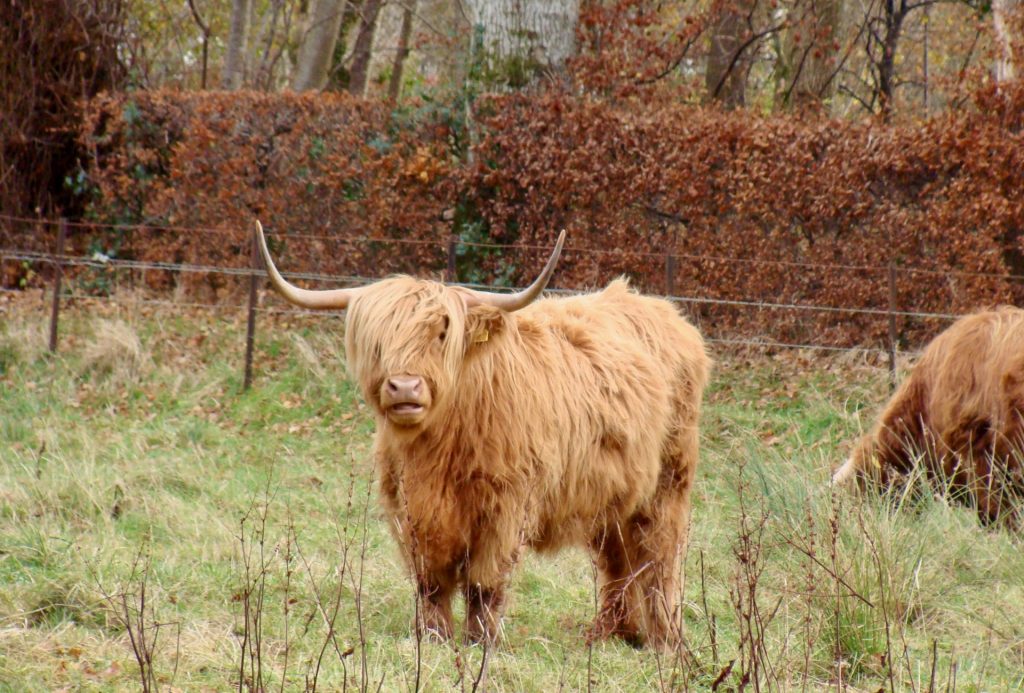 Highland Cow